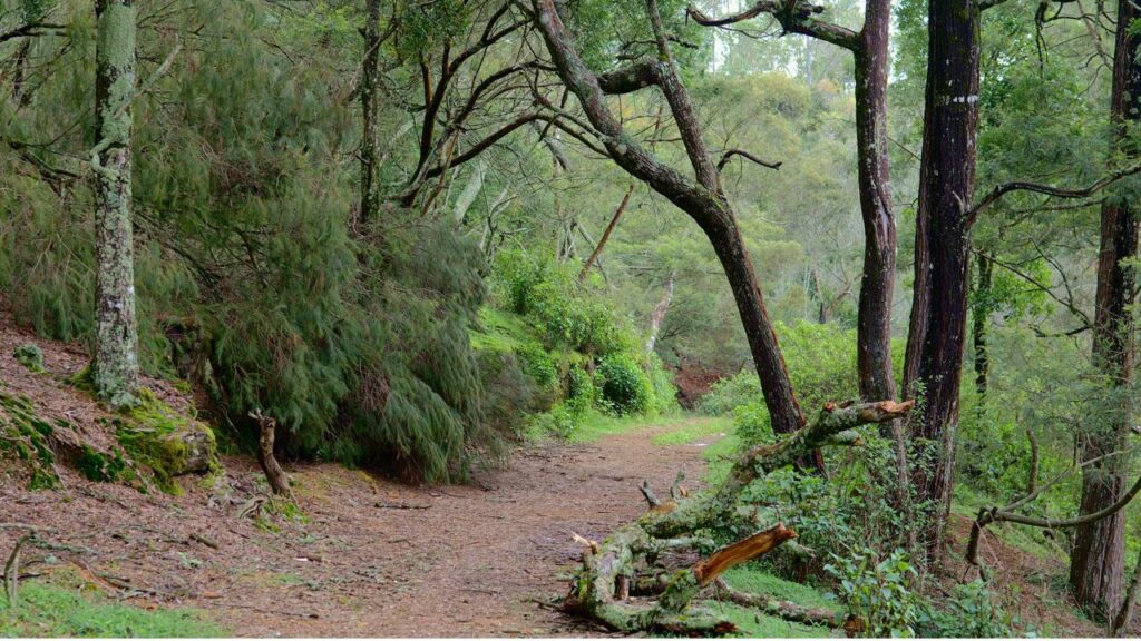 focus on wildlife protection near kodaikanal